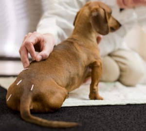 Акупунктура как один из методов нетрадиционной медицины в ветеринарии