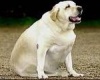 Лишний вес у животных как фактор развития заболеваний опорно-двигательного аппарата