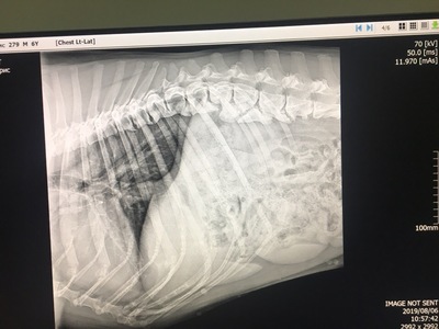 рентген спины 1