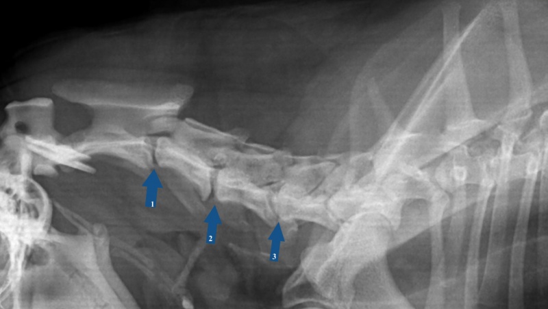 Рентген шеи собаки с грыжей