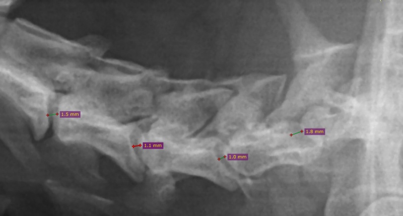 Рентген шеи собаки с замерами расстояний между телами позвонков