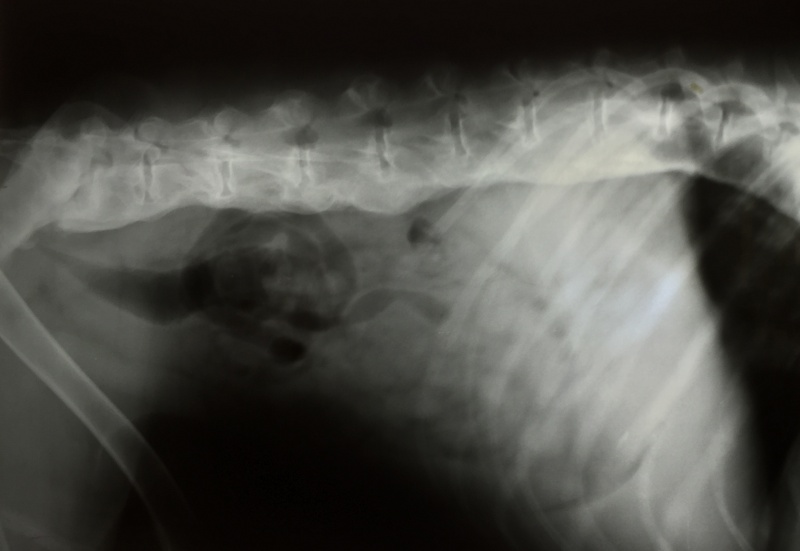 Спондилез у собак. Спондилез у собак рентген. Анкилозирующий спондилез у собаки. Рентгенограмма спондилез у собак. Спондилез позвонков у собак.
