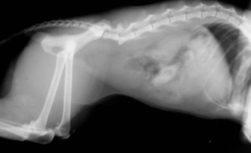 Перелом позвоночника у кошки