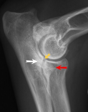 Синдром лука у собак рентген