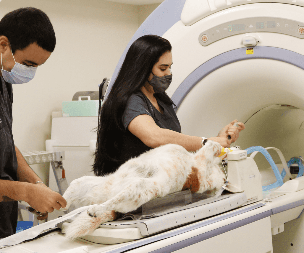 КТ, МРТ для собак и кошек
