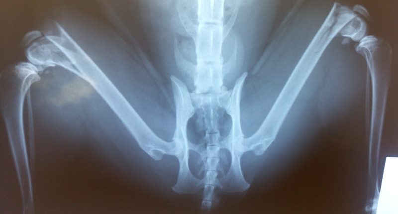 Двусторонний перелом бедренных костей у кота после падения