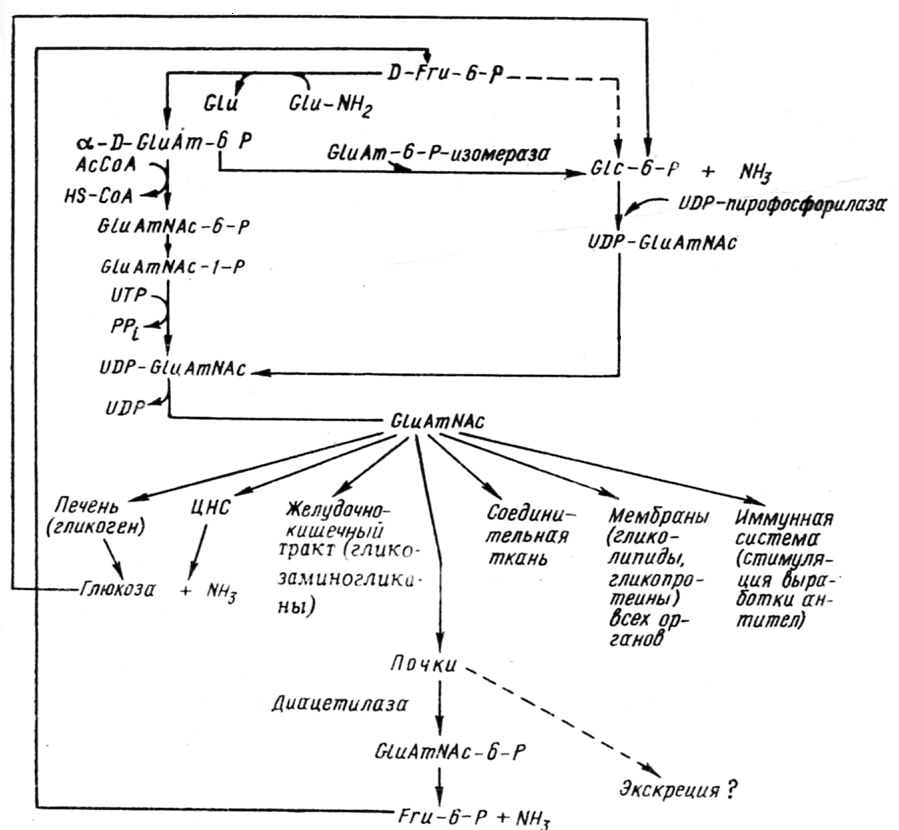 Схема синтеза и обмена глюкозамина