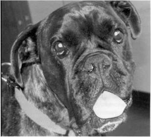 Симптомы вестибулярного синдрома у собак